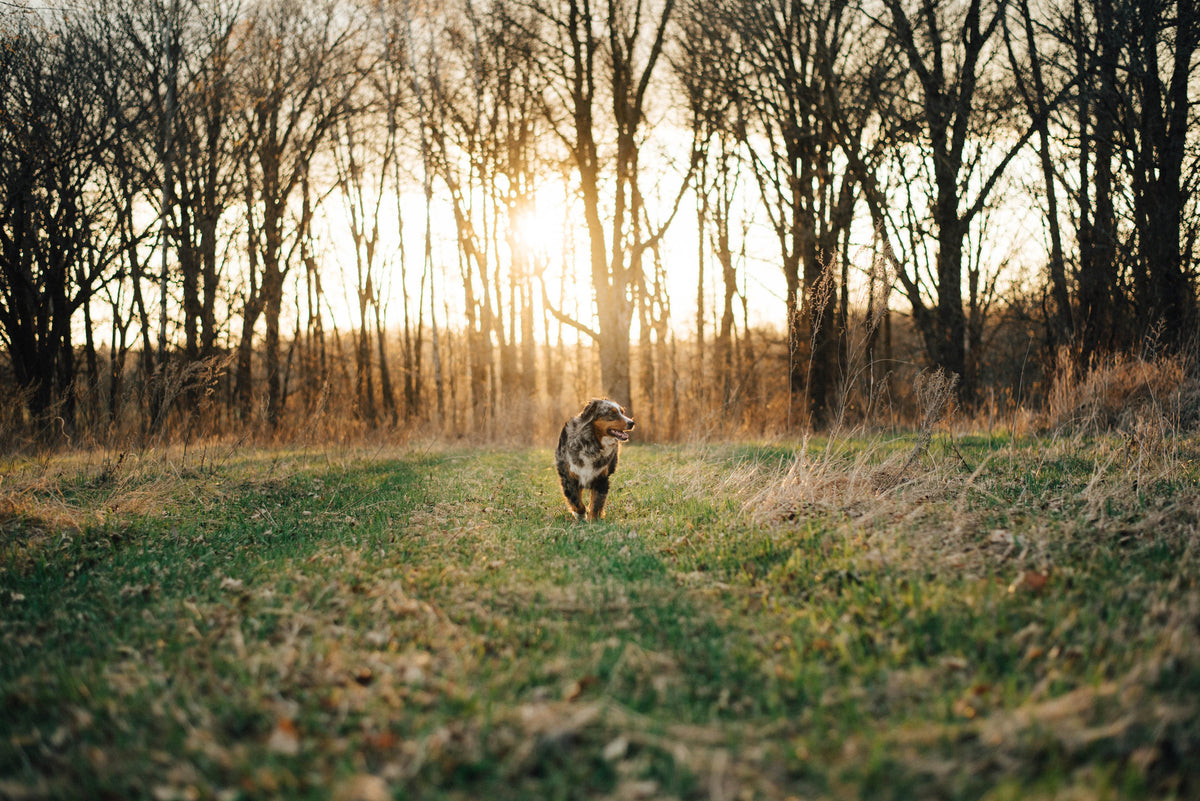 Holly my Australian Shepherd always follows me around when I'm outside. Photograph by Dani Peterson