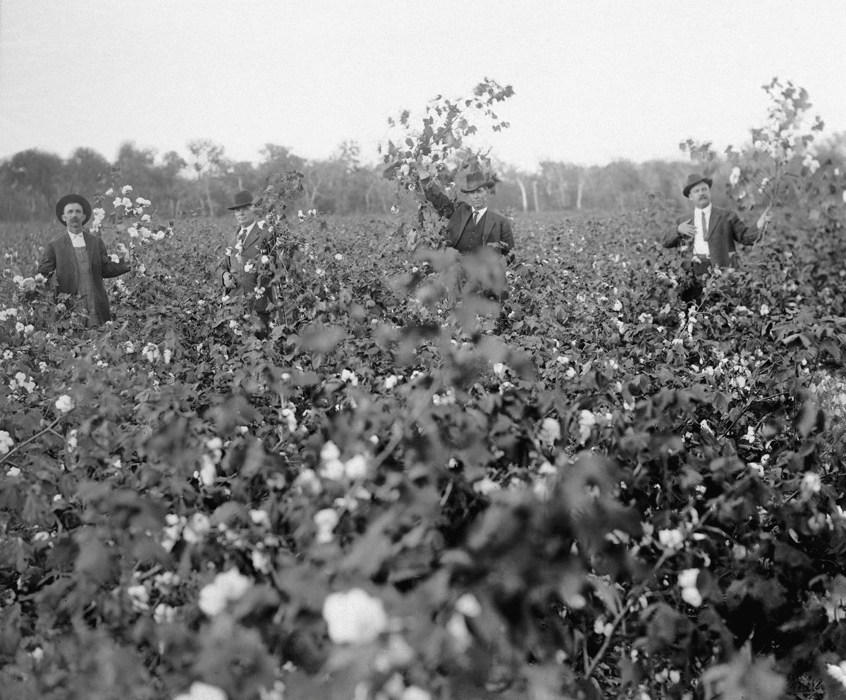 A. L. Scott, J. R. Christal, L. T. Fox, and J. C. Fox standing in a cotton field on A. L. Scott’s farm, 1912. That year the cotton on the farm made 69 bales from 50 acres. Courtesy Denton Public Library / #PF_D-6