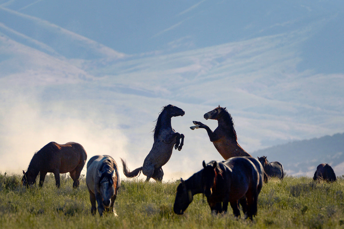 The Onaqui Mountains have been home to wild horses since the late 1800s. The herd, shown here in June 2014, is located about 60 miles southwest of Tooele. Rick Egan / The Salt Lake Tribune