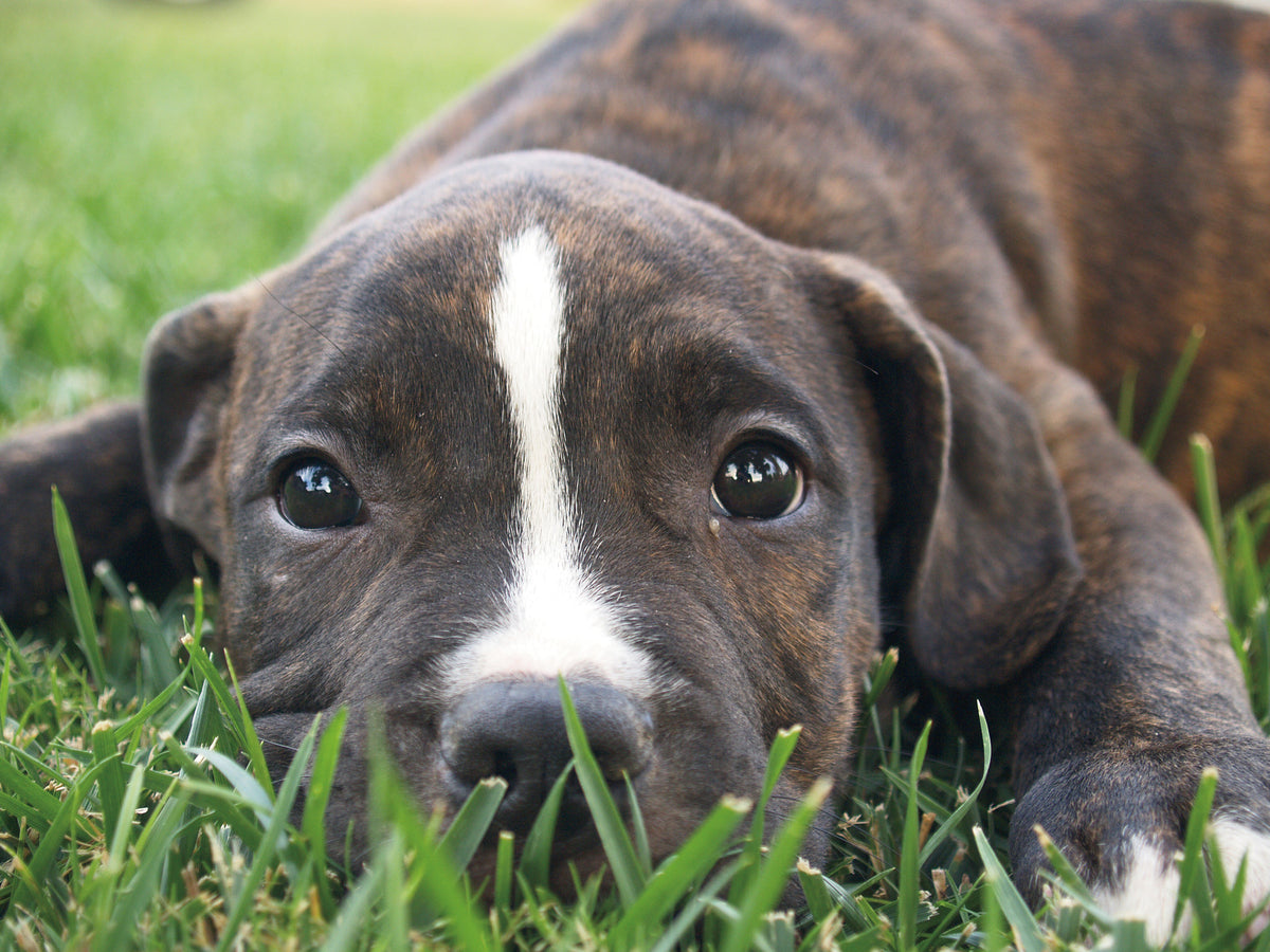 Baby Diesel's first day home.