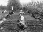 Students at Ross School learn about gardening in a hands-on class in 1905. The school, at Third Avenue Northwest and Northwest 43rd Street, was demolished in 1941 and is now Ross Playfield. Courtesy Seattle Public Library