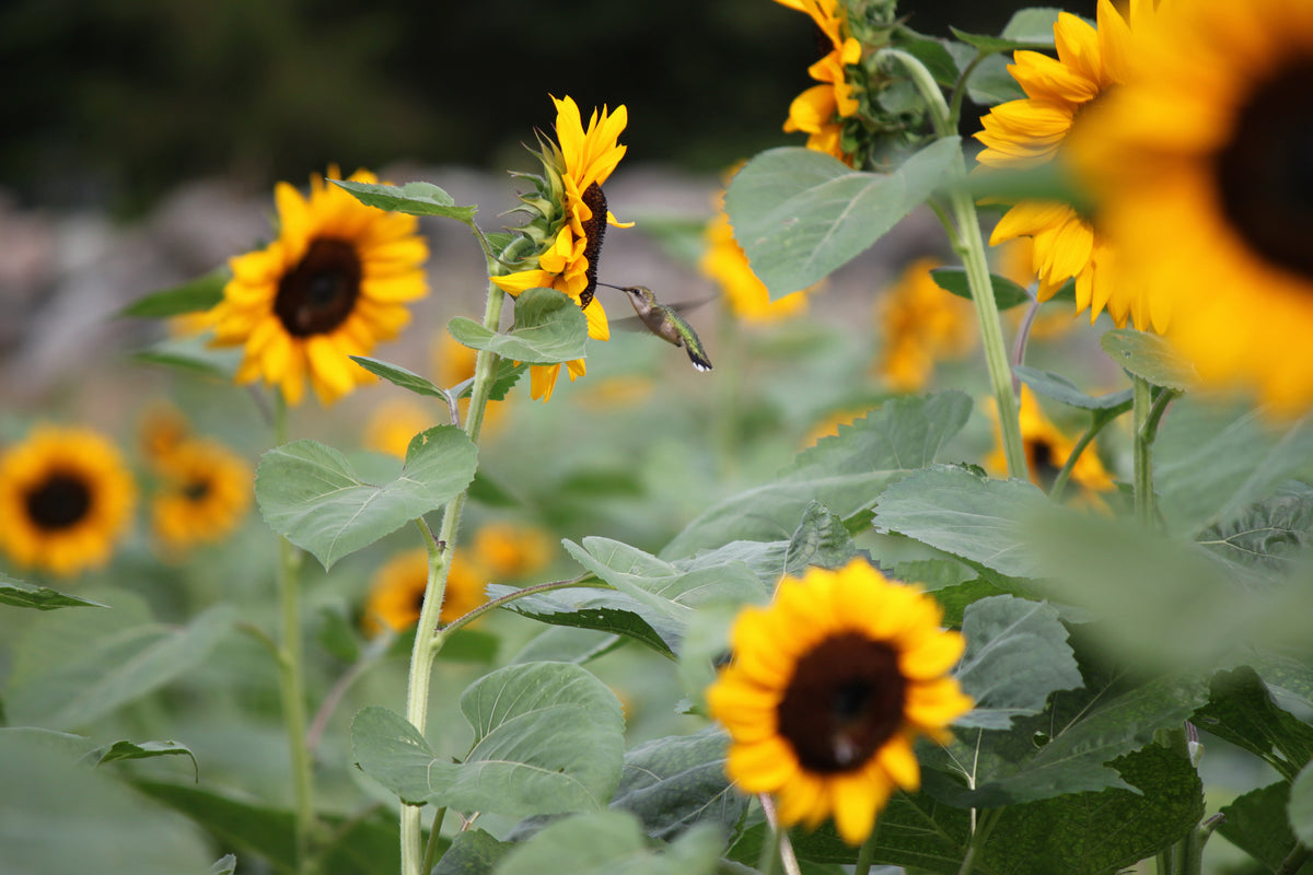 Sunflowers at Buttonwood Farm in Griswold. Carolyn Yapchanyk
