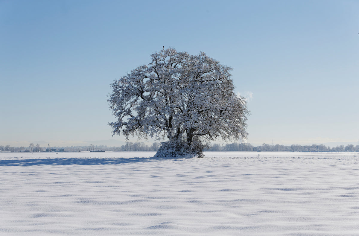 The blanket of snow offered a picturesque view of Sauvie Island, Jan. 12, 2017. Courtesy Dave Killen/Staff