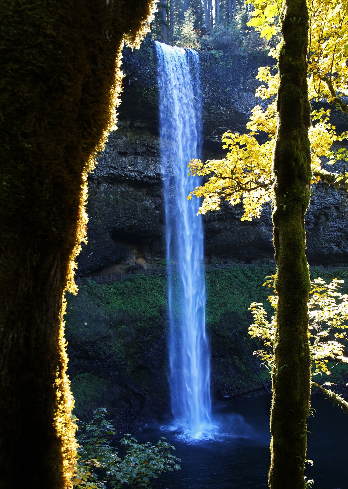 Afternoon sun illuminates yellow maple leaves at South Falls in Silver Falls State Park. Courtesy Jamie Hale/The Oregonian